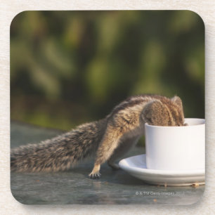 Posavasos Ardilla que bebe de la taza de café en el indio