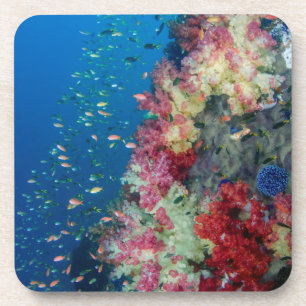 Posavasos Arrecife de coral submarino, Indonesia