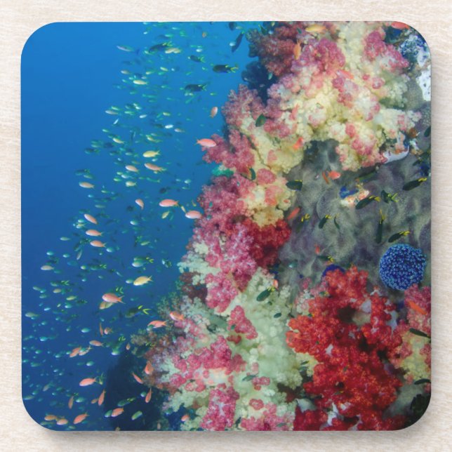 Posavasos Arrecife de coral submarino, Indonesia (Frente)