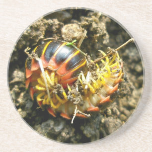 Posavasos Artículos Millipede Polydesmida (Sigmoria aberrans