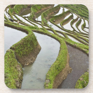 Posavasos Asia, China, Yunnan, Yuanyang. Arroz inundado