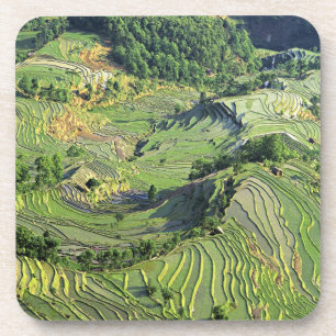 Posavasos Asia, China, Yunnan, Yuanyang. Patrón de verde