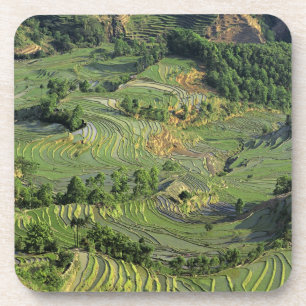 Posavasos Asia, China, Yunnan, Yuanyang. Patrón de verde 2