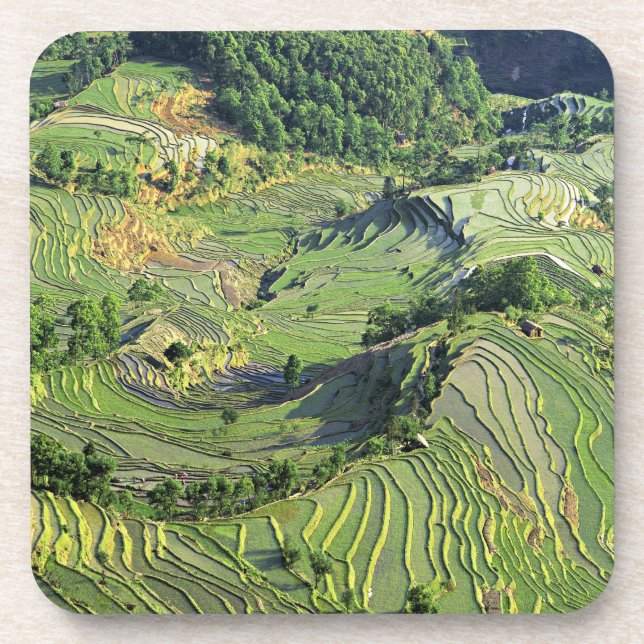 Posavasos Asia, China, Yunnan, Yuanyang. Patrón verde (Frente)