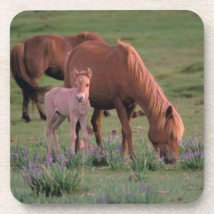 Posavasos Asia, Mongolia, Desierto de Gobi. Caballos salvaje