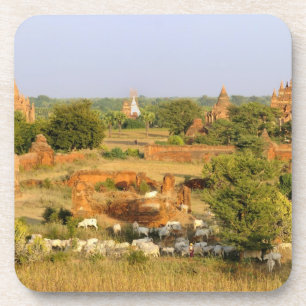 Posavasos Asia, Myanmar (Birmania), Bagan (Pagan). Vacas pas