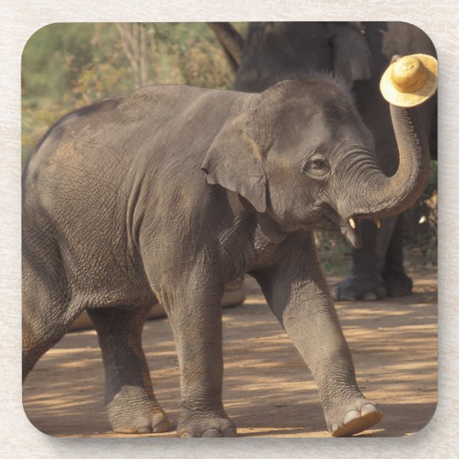 Posavasos Asia, Tailandia, Lampang cediendo con el gorra - T (Frente)