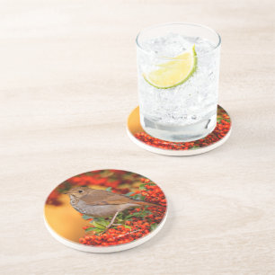 Posavasos Asombroso hermit Thrush Songbird en Berry Bush