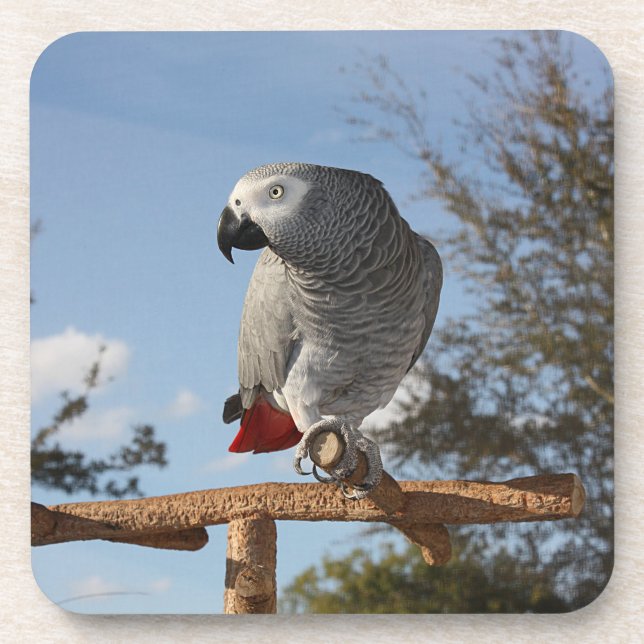 Posavasos Asombroso loro gris africano (Frente)