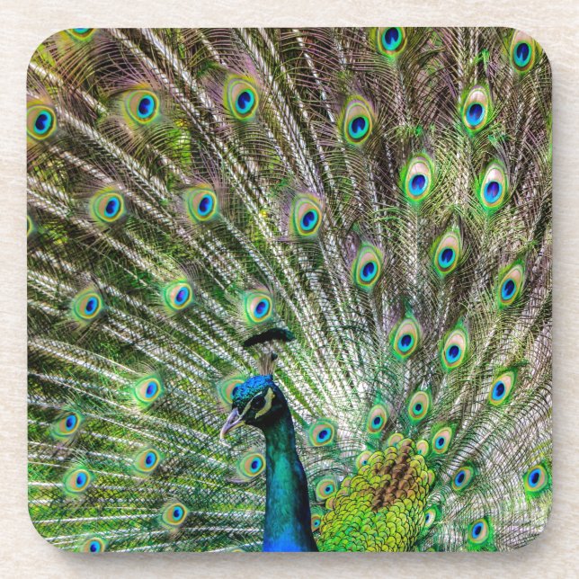 Posavasos Asombroso Peacock y plumas accesorios de fotografí (Frente)