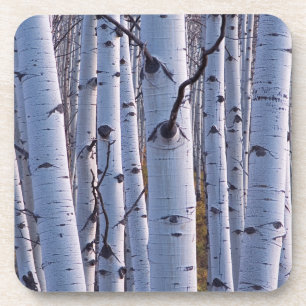 Posavasos Aspens en el Parque Nacional Gunnison