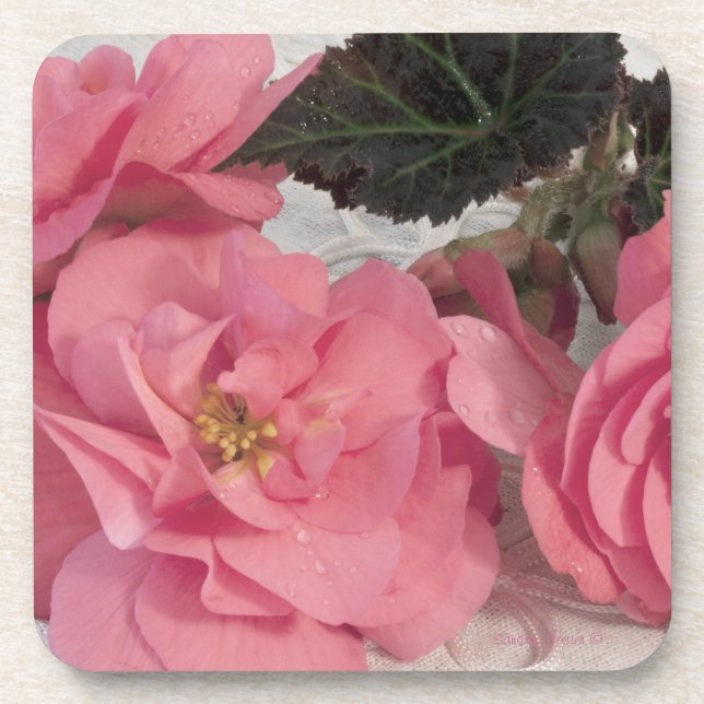Posavasos Astras de flores de Begonia rosa (Frente)
