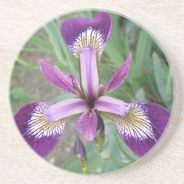Posavasos Astras De Iris Púrpura (Frente)