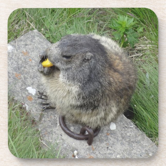 Posavasos Astras de marmota (Frente)