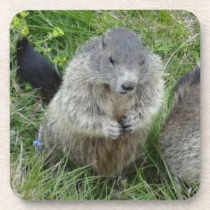 Posavasos Astras de marmota