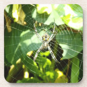 Posavasos Astras de telaraña tropicales de Hawái