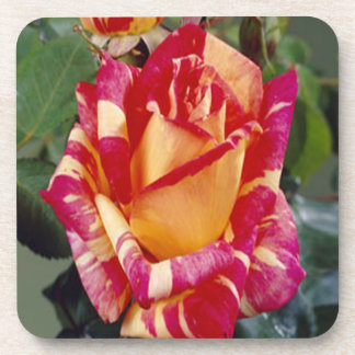 Posavasos Astras rosadas amarillas