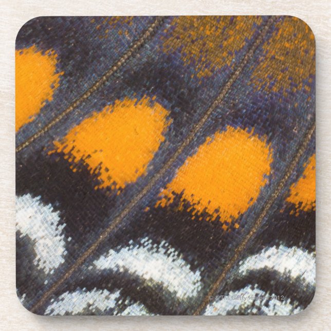 Posavasos Astyanax norteamericano masculino del Limenitis (Frente)