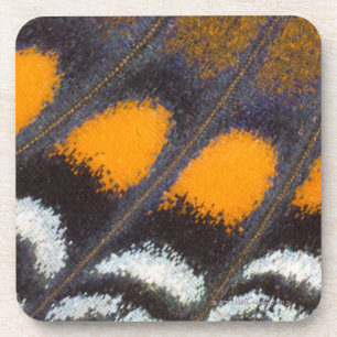 Posavasos Astyanax norteamericano masculino del Limenitis A.