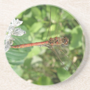 Posavasos Ataques de la mosca dragonina más oscura común