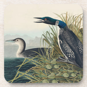 Posavasos Audubon Bird Lodge Diver Classic