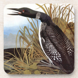Posavasos Audubon: Bribón común