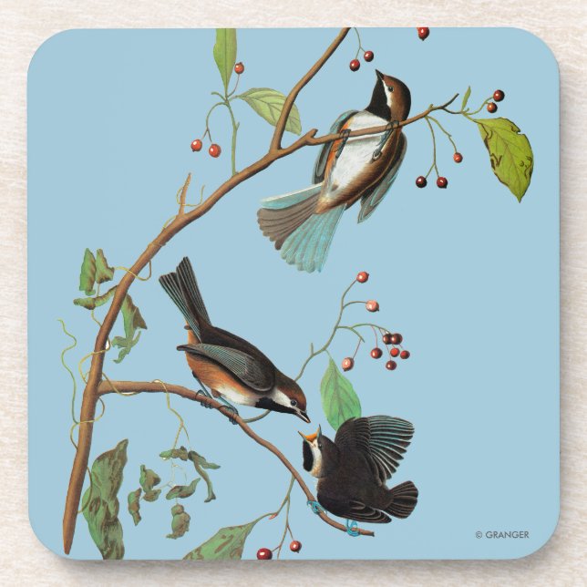Posavasos Audubon: Chickadee (Frente)