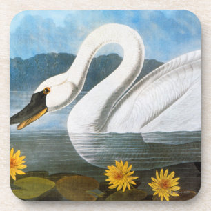 Posavasos Audubon: Cisne común