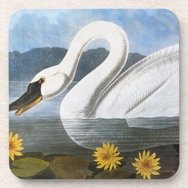 Posavasos Audubon: Cisne común (Frente)