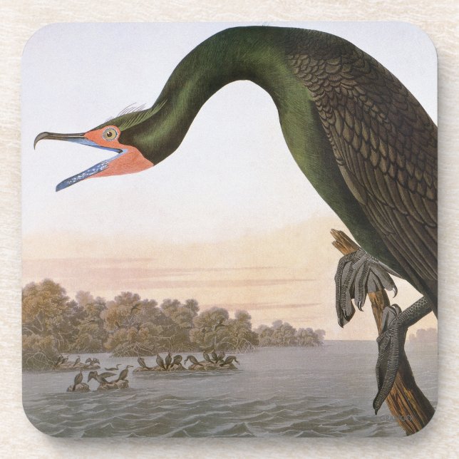 Posavasos Audubon: Cormorán con cresta doble (Frente)