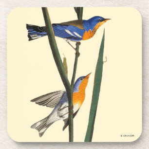 Posavasos Audubon: Curruca
