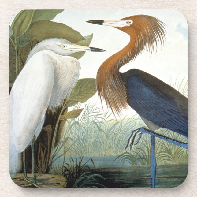 Posavasos Audubon: Egret rojizo o garza púrpura (Frente)