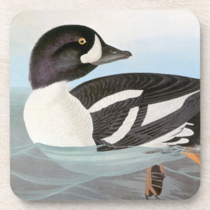 Posavasos Audubon: El Goldeneye de la carretilla