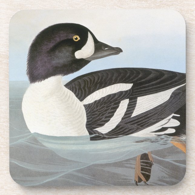 Posavasos Audubon: El Goldeneye de la carretilla (Frente)