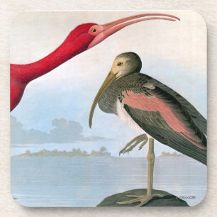 Posavasos Audubon: Escarlata Ibis