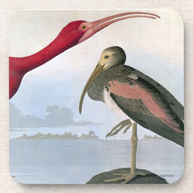 Posavasos Audubon: Escarlata Ibis (Frente)