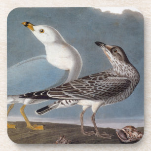 Posavasos Audubon: Gaviota Anillo-Cargada en cuenta