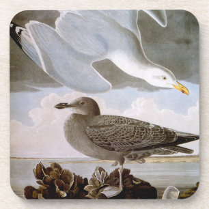 Posavasos Audubon: Gaviota de arenques