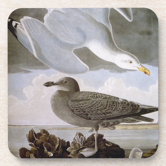 Posavasos Audubon: Gaviota de arenques (Frente)