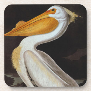 Posavasos Audubon: Gran pelícano blanco