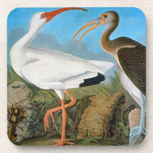 Posavasos Audubon: Ibis blanco