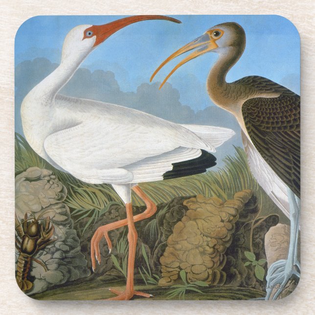 Posavasos Audubon: Ibis blanco (Frente)