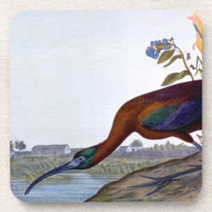 Posavasos Audubon: Ibis brillante