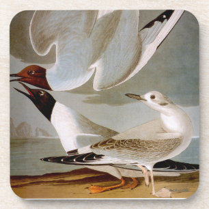 Posavasos Audubon: La gaviota de Bonaparte