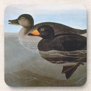 Posavasos Audubon: Negreta negra