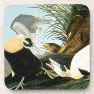 Posavasos Audubon: Pato de eíder