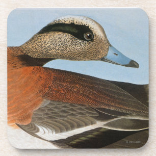 Posavasos Audubon: Wigeon