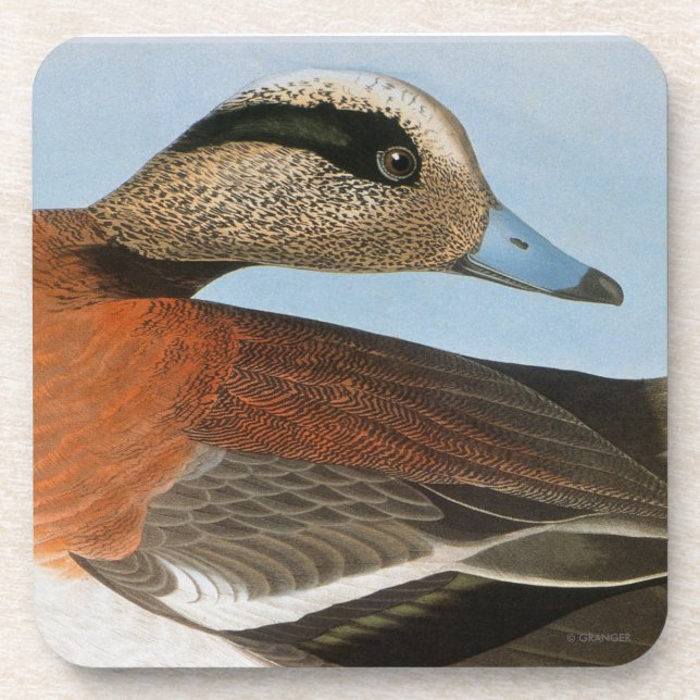 Posavasos Audubon: Wigeon (Frente)