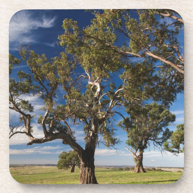 Posavasos Australia, Valle de Barossa, Mount Pleasant (Frente)