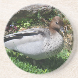 Posavasos Australian Wood Duck in Tranquil Garden
